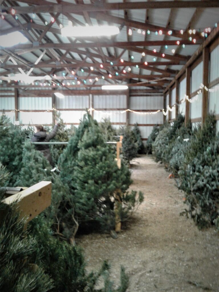 Tree Lot Tree Lot inside Barn – Twin H Tree Farms