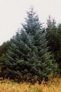 Douglas Fir Tree