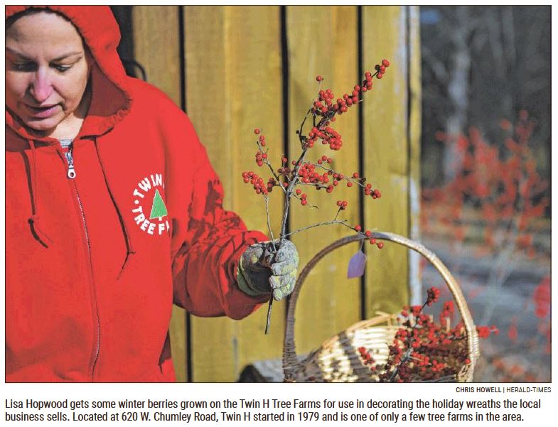 Lisa Hopwood - Gathering Winter Berries @ Twin H Tree Farm